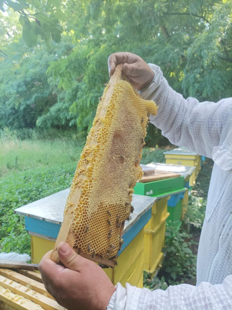 Ползите от редовната употреба на пчелен мед
