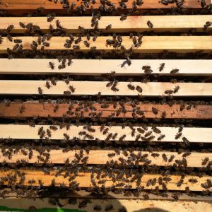 Пчелни продукти